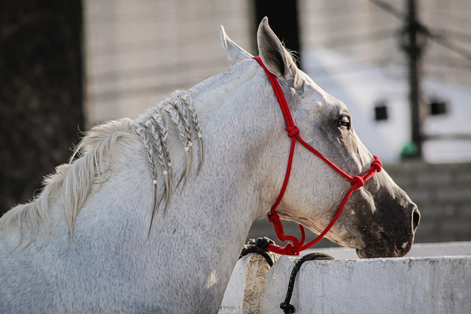 chatgpt image 30 de dez. de 2025, 09 39 36