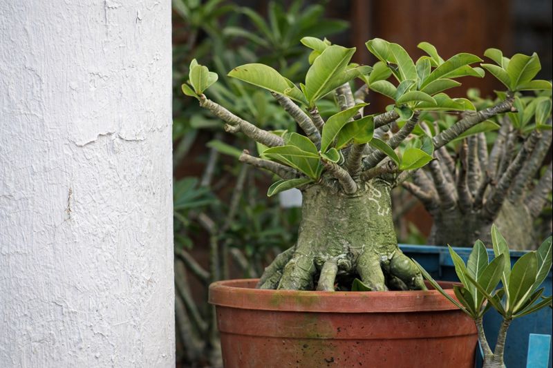 chatgpt image 30 de dez. de 2025, 09 49 23