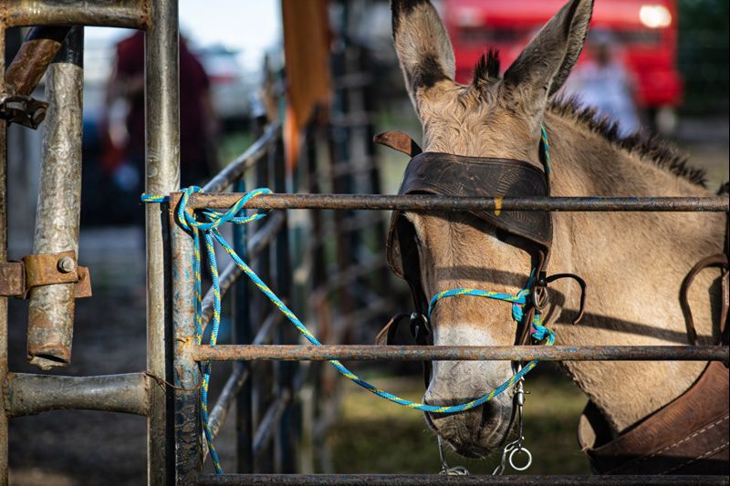 chatgpt image 30 de dez. de 2025, 09 49 27