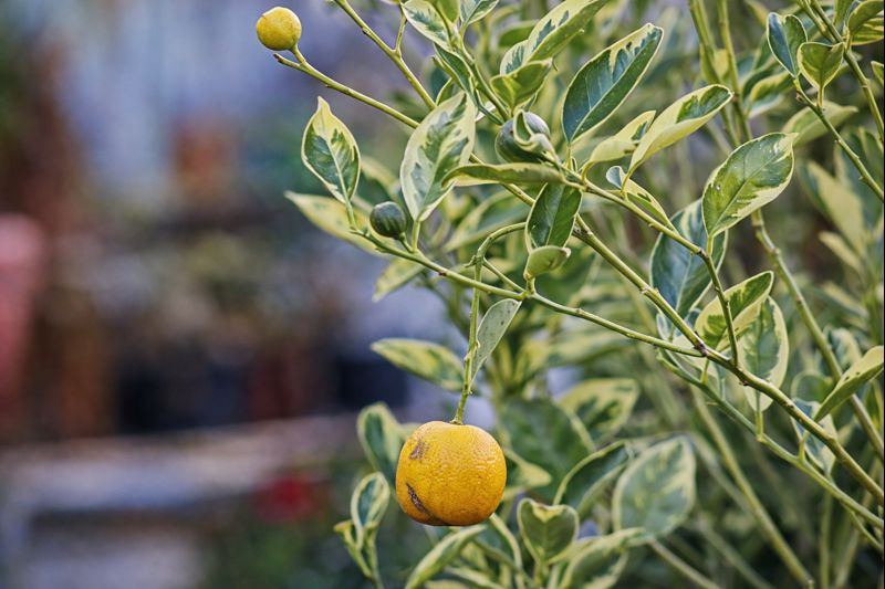 chatgpt image 30 de dez. de 2025, 09 57 33