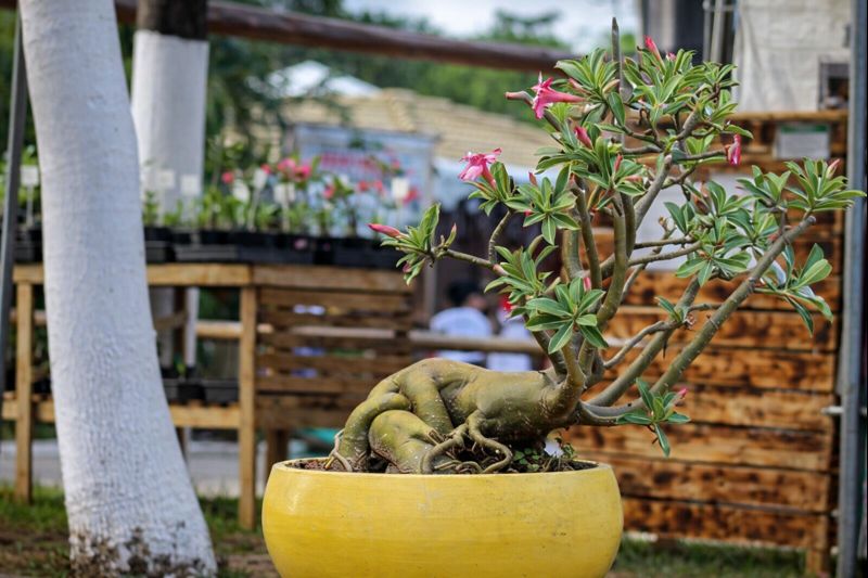 chatgpt image 30 de dez. de 2025, 10 13 21