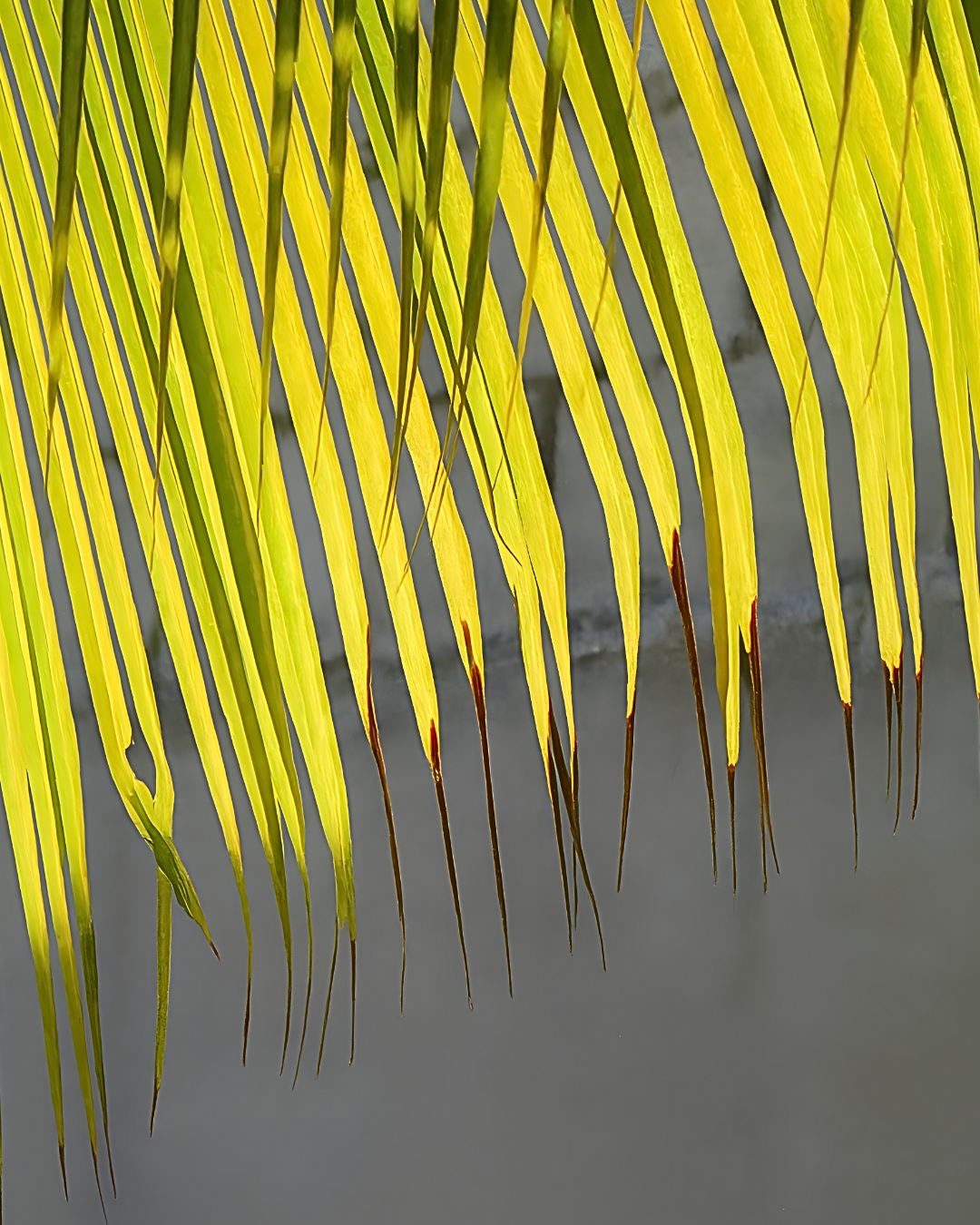 capas portfólio de design (2)